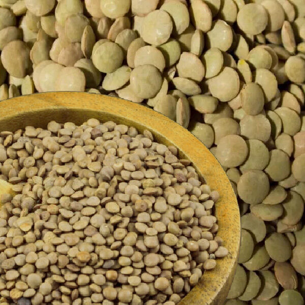 Green Large Lentils
