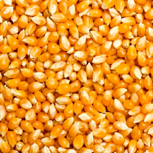 Raw popcorn seed