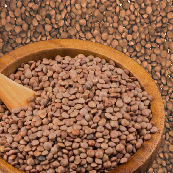 Small Lentil