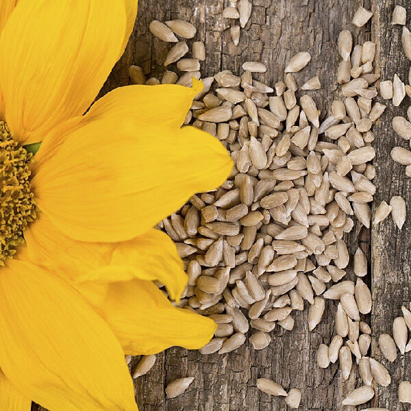 Sunflower Kernels