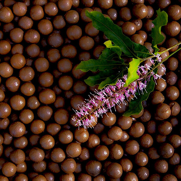 Milk Chocolate Coated Macadamias