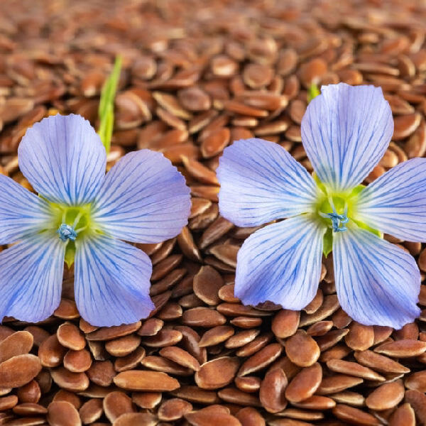 Linseeds Flaxseeds