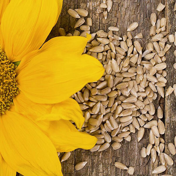 Australian-Raw-Sunflower-Kernels1